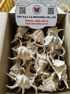 เปลือกหอยตกแต่งสำหรับตกแต่งบ้านและงาน DIY - Product Image 3