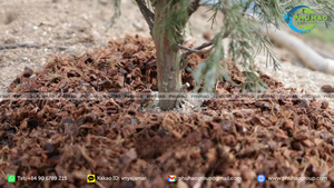 Best seller 100 percent Vietnam 5 kg per block cocopeat used for cultivation seedling soil loosening healthy root growth top - Product Image 2