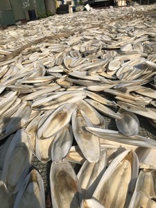 Os de Seiche Séché Naturel pour Perroquet : Calcium et Santé du Bec - Product Image 4