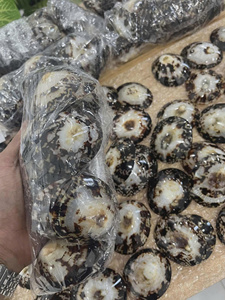 Conchas de Nácar Natural de Tortuga Cellana Testudinaria Pulimentadas de Alta Calidad, Conchas de Limpet, Decoración de Lujo para Hoteles - Macy - Product Image 1