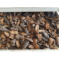 Fournisseur de fruits de noni séchés d'origine vietnamienne proposant des commandes de gros volume pour les acheteurs et les grossistes internationaux