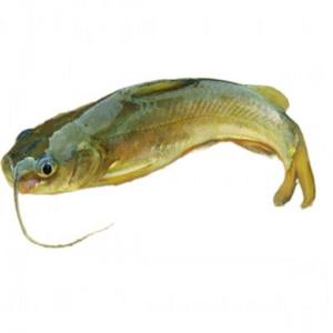 High Quality Naked Catfish Roe Vietnam Supplier Firm Sweet Meat Creamy IQF Frozen Box 1kg VietDelta - Product Image 1