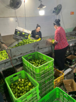 Vietnam Verse Pitloze Citroenen Zorgvuldig Geselecteerd Voor Export Gladde Huid Sappige Smaak Ideaal Voor Culinaire En Drankenindustrie