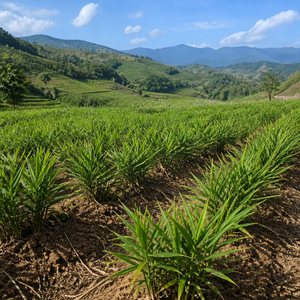 Gingembre frais Dieng Bien du Vietnam |   Racine de gingembre aromatique et épicée pour l'exportation - Product Image 5