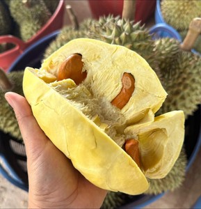 ทุเรียนมันทองสดใหม่ พร้อมส่งจากประเทศไทย เนื้อทุเรียนไทยไร้เมล็ด แช่เย็น 100% หอมหวาน 500 กรัม - Product Image 3