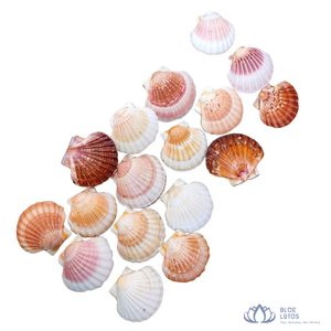 [ALTA CALIDAD] |   Conchas marinas mixtas, paquete de conchas de playa surtidas para fiestas temáticas de playa, manualidades, decoración del hogar y acuarios, de Vietnam. - Product Image 1