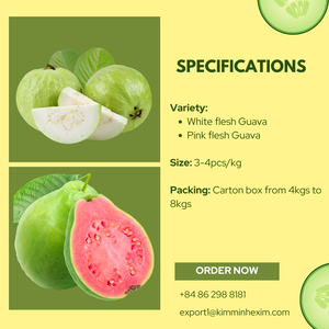 Goyaves fraîches de qualité supérieure de Ho Chi Minh City, Vietnam |   Marque internationale Kim Minh |   Approvisionnement en gros pour les importateurs et les distributeurs - Product Image 3