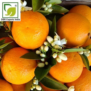 Aceite Absoluto de Flor de Azahar Puro para Fabricación de Velas, Jabones, Aceites de Masaje y Productos de Fragancia para el Hogar - Product Image 3