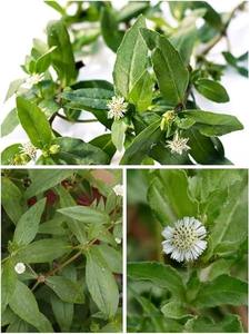 Suministro al por mayor de polvo de Bhringraj para la producción de aceite capilar y mascarillas capilares disponible a un precio asequible desde India. - Product Image 3