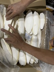 SEGURO COMERCIAL HUESO DE SEPIA CON COLGADOR DE METAL PARA ALIMENTOS PARA MASCOTAS BLISTER EMBALAJE A GRANEL - Product Image 4