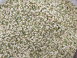 Jazmín Blanco Seco Estándar de Exportación para Extracción de Aceite Esencial, Materias Primas de Fragancia Natural, Suministro a Granel de Alta Calidad - Product Image 5