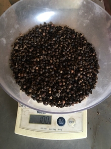 Pimienta Negra de Vietnam, la Más Vendida, 500GL 550GL 570GL FAQ, Pimienta Entera Seca, Exportación a Granel, Alta Cantidad de Piperina - Product Image 5