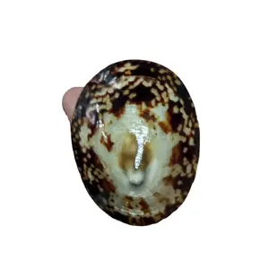 Hot Item 2024 Limpets Shells Triton Shells Polished Limpets For Seashell Handicraft Wholesale Price