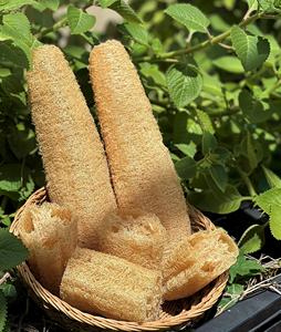 2024 almohadillas de lufa enteras secas crudas ecológicas naturales Aplicación corporal de esponja - Product Image 2