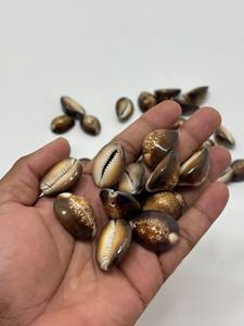 Coquillages de cauris bruns naturels bruts, imperméables, pour artisanat, bijoux et décoration, vente en gros, qualité OEM, export, approvisionnement en vrac mondial - Product Image 4
