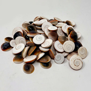Coquilles de mer naturelles, opercules de Shiva, opercules bruts, coquilles œil-de-chat, prix le plus bas. - Product Image 4
