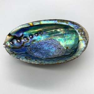 Paua seashells aquarium landscape <b>abalone</b> seashell producer supply high quality natural sea <b>shells</b> - Product Image 1