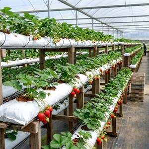 Coco Peat Grow Bags India <b>Plastic</b> Eco-Friendly Durable 1000mL Capacity Hydroponics Greenhouse Gardening Black Inner - Product Image 4