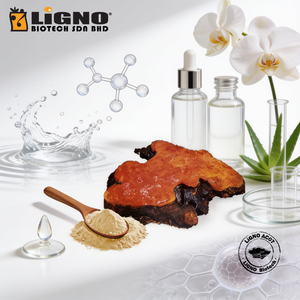 Polvo de hongo LiGNO Antrodia Camphorata |   Ingrediente Natural para el Apoyo Inmunológico y Hepático |   Alimento Funcional de Grado Alimenticio - Product Image 1