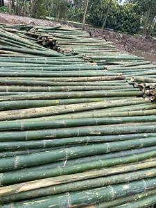 Heavy Duty Bamboo <b>Pole</b> Strong and Durable <b>for</b> Outdoor Projects - Product Image 3