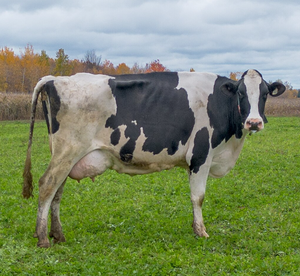 Vaches laitières Holstein de haute qualité pour l'approvisionnement en bétail en gros et l'agriculture commerciale - Product Image 1
