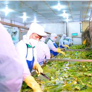 Jus de purée d'aloe vera 500ml - Saveur Passion NFC Vente en gros Marque privée Fabricant Vietnamien 24 Canettes - Product Image 4