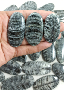 Top qualité naturel beau fossile orthoceras lâche pierres précieuses Cabochon guérison fossile pierres précieuses en gros pierres précieuses - Product Image 2