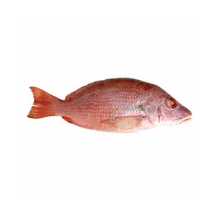 Pescado pargo rojo congelado de alta calidad disponible a precio de descuento para compradores que buscan suministro en grandes cantidades. - Product Image 2