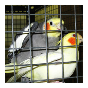 CuộN Lưới Thép Hàn Phủ PVC Mạ Kẽm Hàng Rào Đường Trường Chống Ăn Mòn - Product Image 4