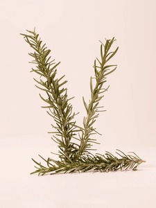 Venta al por mayor de fábrica: Nueva cosecha de té de hierbas, hierbas secas naturales, menta, hierbabuena, bálsamo de limón, jengibre, romero. - Product Image 4