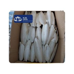 [DISPONIBLE] Hueso de Sepia Natural Blue Lotus para Alimentación Diaria de Aves, Mantenimiento de Aviarios, Embalaje en Caja de Vietnam, Tamaños de 3-15 cm - Product Image 1