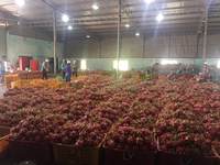 Goed Voor Gezondheid Boerderij Prijs Biologische Groothandel Nieuwe Collectie 2022 Rode Draak Fruit Gemaakt In Vietnam Vers Fruit Voor Verkoop