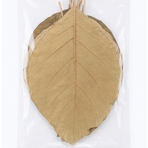 Feuilles de teck séchées naturelles de 26-30 cm / 10 à 11 pouces pour aquarium, lot de 18 feuilles - Product Image 6