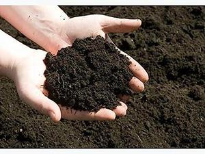 Fournisseur indien d'engrais en poudre de vermicompost biologique pour l'agriculture, destiné aux plantations de dattes au Koweït, disponible en sacs de 10 et 20 kg. - Product Image 3