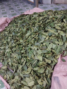 Hojas de Guanábana Secas Naturales, Hoja Entera de Graviola Orgánica para la Fabricación de Bebidas, Venta al por Mayor a Granel, Exportación Directa de Fábrica - Product Image 6