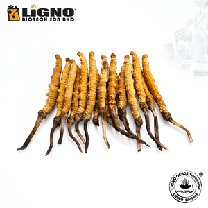 LiGNO OCS02 ®   Polvo de Ophiocordyceps Sinensis Estandarizado |   Fabricante OEM/ODM |   Bebida Funcional y Suplemento Dietético Ingre - Product Image 1