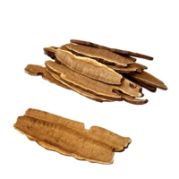Poudre de corps de fruit de Ganoderma Reishi