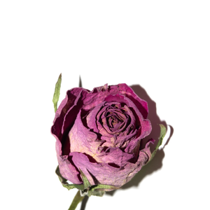 Rosas Rojas Recién Cortadas |   Variedad de té híbrido de grado A1 de Pakistán |   Bellamente conservado para su atractivo visual y aromático - Product Image 4