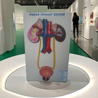 Modelos Anatómicos Humanos Coloridos para la Enseñanza de Ciencias Médicas y la Formación de Enfermería, Material de Fibra de Vidrio, Marca MAYALAB