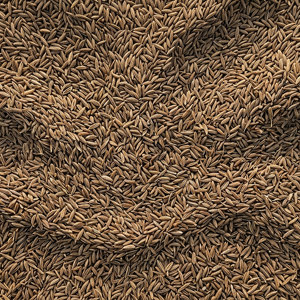 Graines de cumin indiennes entières, traitées à la machine, de qualité supérieure, haute densité, en vrac, pour l'exportation - Product Image 1