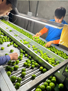 Limones sin Semillas de Vietnam (Long An) - Reconocidos Mundialmente por su Calidad de Exportación, Sabor Natural Fresco, 45 Días de Duración, la Mejor Opción - Product Image 1