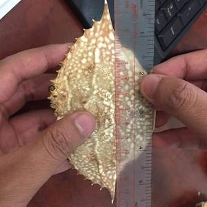 Dried <b>Crab</b> Shell For Aquaculture And Agriculture - Katty - Product Image 4