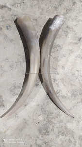 เขาสัตว์แท้ขัดเงา ทำมือ ของที่ระลึกจากไวกิ้ง  เป็นมิตรกับสิ่งแวดล้อม ผลิตโดย ARTWORK MAESTRO - Product Image 3