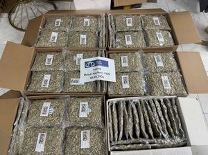 Anchoas Secas al Sol Naturales de Vietnam, Sabor Fresco, Perfectas para Platos Tradicionales y Modernos - Product Image 4