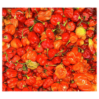 Exportklaar verse Habanero-peper met een hoog scherpteniveau voor industriële verwerking en voedingsmiddelen met toegevoegde waarde