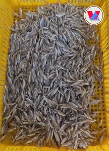 Anchois entiers ronds surgelés IQF, ingrédient de fruits de mer, fournisseur de poissons marins du Vietnam - Product Image 4