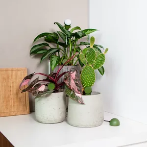 CITICITY <b>Soil</b> Moisture Meter for Garden Plants Dual Probe <b>Soil</b> Hygrometer Plant Watering <b>Tester</b> High Accuracy Moisture Sensor - Product Image 2