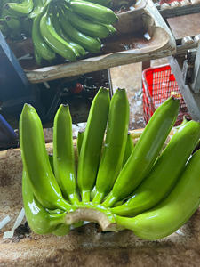 Highland Cavendish <b>Bananas</b> from Vietnam Sweet Taste Bright Yellow Skin Packed <b>Fresh</b> for Export Markets - Product Image 2