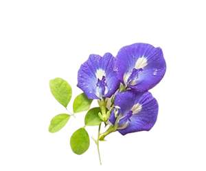 Shankupusphi Extracto de hierbas de grado alimenticio en polvo Solvente vitamínico activo extraído en extractos de plantas empaquetados en tambor - Product Image 3