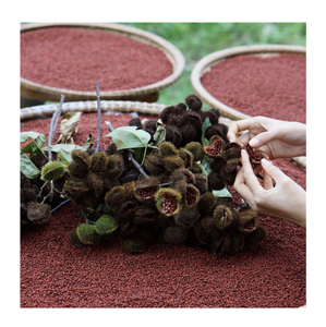 Graines d'annatto en vrac (Bixa <span class=keywords><strong>Orellana</strong></span>) pour la transformation culinaire, la coloration alimentaire et l'utilisation comme ingrédient d'assaisonnement - Product Image 1